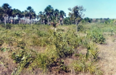 Fazenda para venda em Lizarda